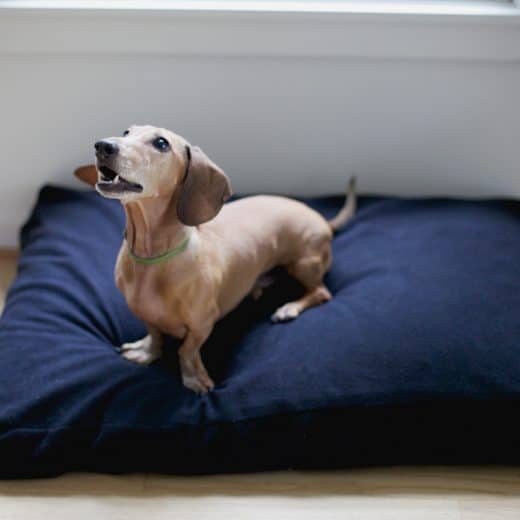 The Savvy Doggy™ - Image 6