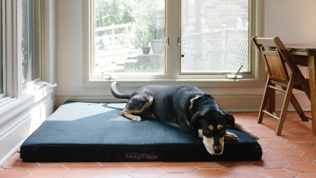 Dog lounging on a Savvy Doggy pet bed.