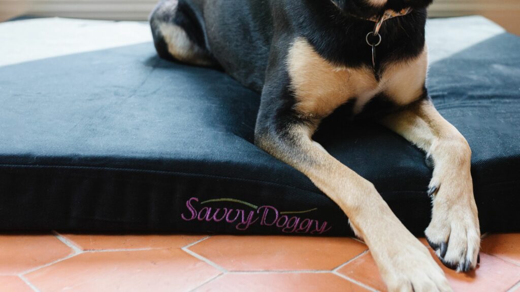 Do Dogs Need a Dog Bed Blog Image 2